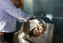 Kompania italiane përdor energji diellore për të pjekur kokrrat e kafesë