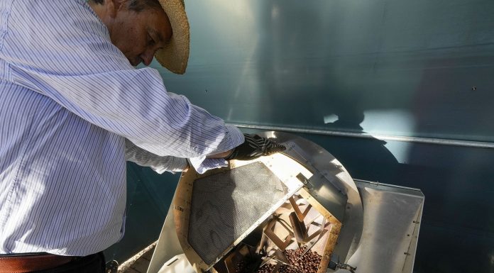 Kompania italiane përdor energji diellore për të pjekur kokrrat e kafesë