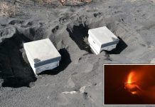 Mrekulli, mijëra bletë mbijetuan nën hirin vullkanik në La Palma për 50 ditë