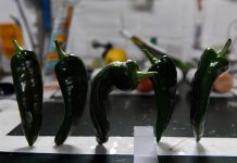 NASA kultivoi me suksese specat e parë në hapësirë