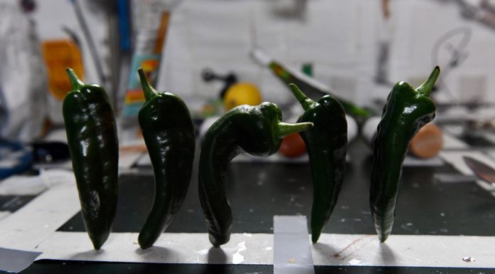 NASA kultivoi me suksese specat e parë në hapësirë