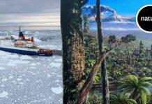 Shkencëtarët gjejnë prova të pyllit të lashtë të ngrohtë në akullin e Antarktikut