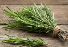 Rozmarina – Aftësitë shëruese për kujtesën, reumatizmën dhe dhimbjet e muskujve
