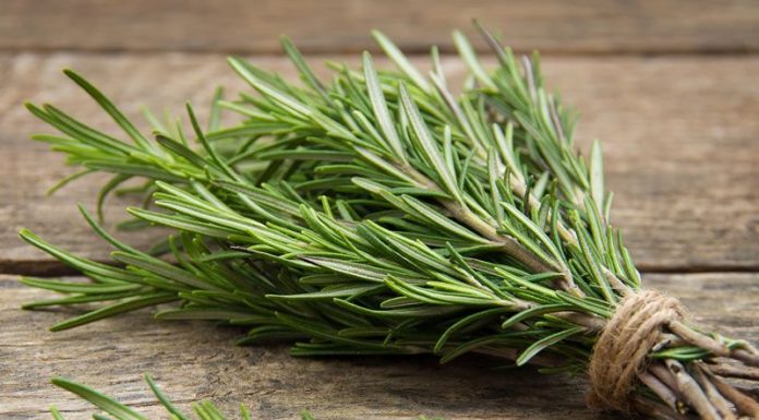 Rozmarina – Aftësitë shëruese për kujtesën, reumatizmën dhe dhimbjet e muskujve