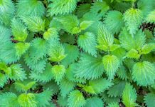 15 arsye shëndetësore pse duhet t’i përdorni patjetër hithrat